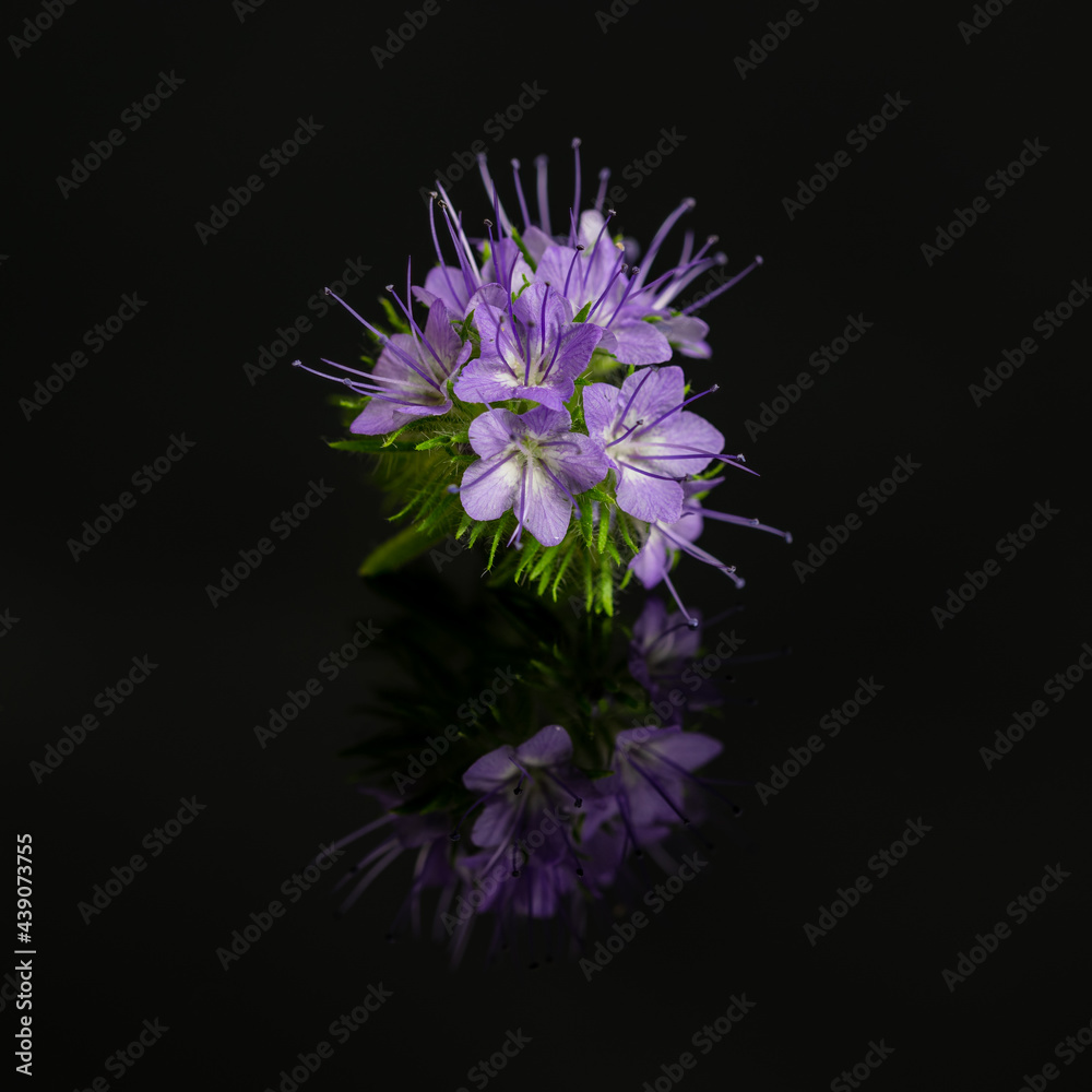Phacelia tanacetifolia, Büschelschön Blume Phacelia tanacetifolia, Büschelschön Blume