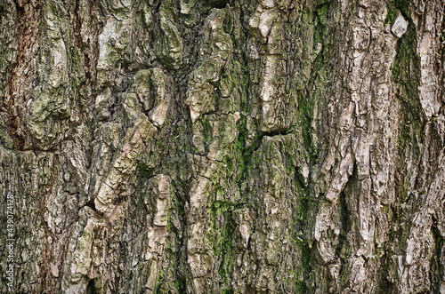 textured surface of tree bark with moss