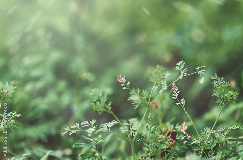 green grass with small purple flowers on a blurry background green grass with small purple flowers on a blurry background