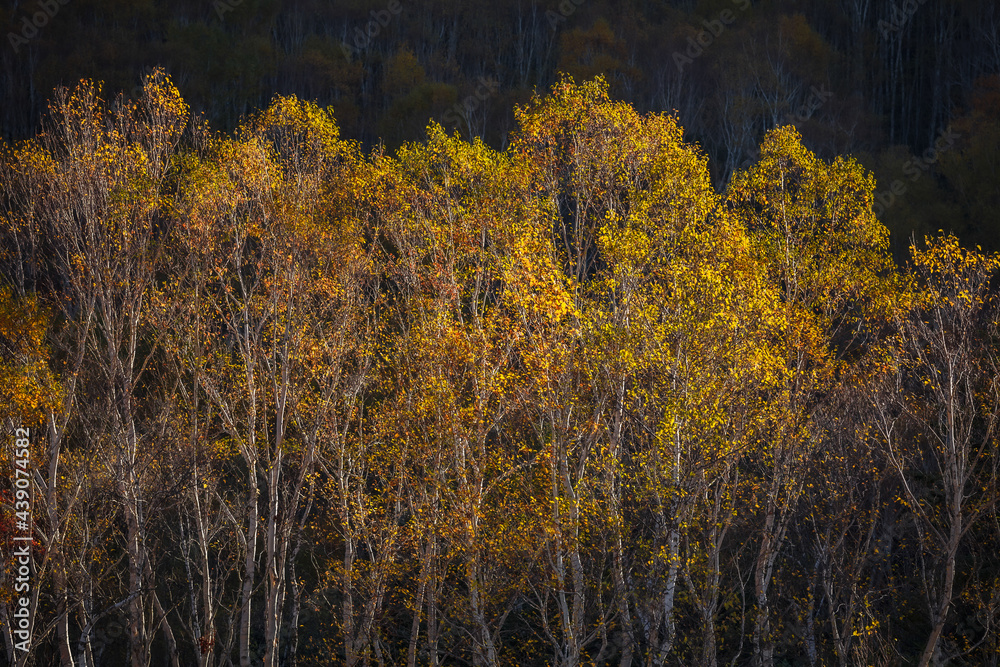 Fototapeta premium 山襞のダケカンバにスポットライトのような陽の光が当たり黄葉が鮮やかに輝き出す