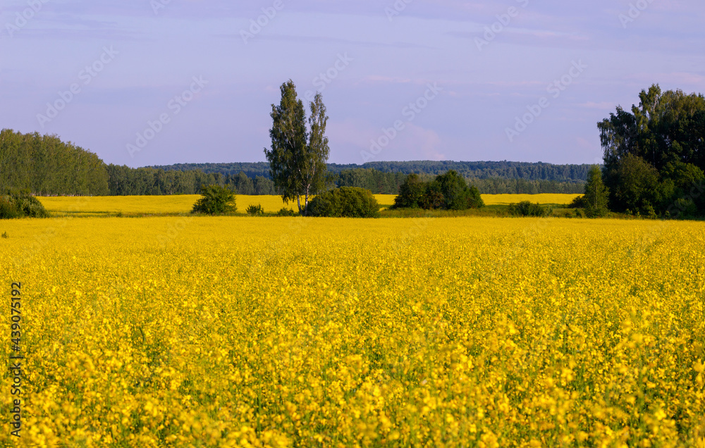 Summer flowering of rapeseed on the field. Tula region. Russia.