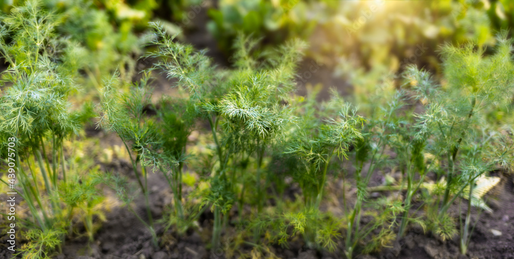 Close up dill beds, growing dills plantation in the vegetable garden, agriculture background Close up dill beds, growing dills plantation in the vegetable garden, agriculture background