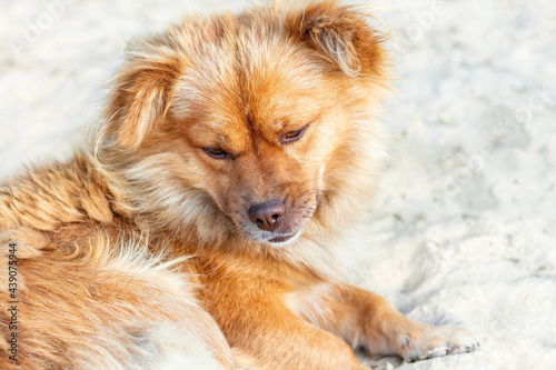 Homeless ginger dog with sad eyes outdoors close-up. An abandoned furry pet lies on the sand and looks down.