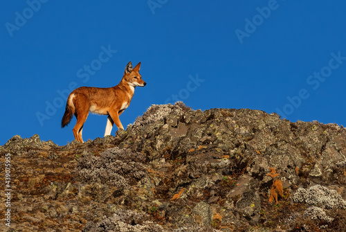 Ethiopian Wolf - Canis simensis, beautiful endangered wolf endemic in Ethiopian hills, Bale mountains, Ethiopia. photo