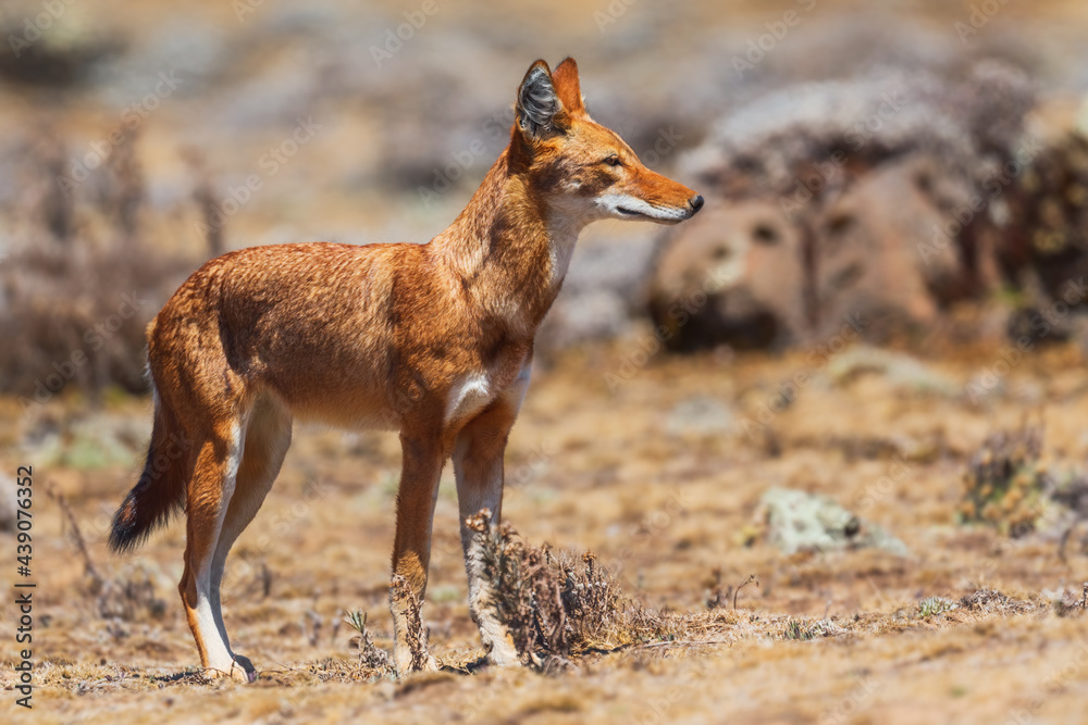 Obraz premium Ethiopian Wolf - Canis simensis, beautiful endangered wolf endemic in Ethiopian hills, Bale mountains, Ethiopia.