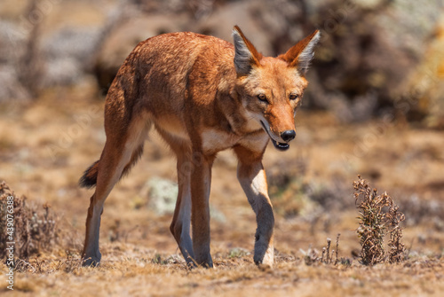 Ethiopian Wolf - Canis simensis, beautiful endangered wolf endemic in Ethiopian hills, Bale mountains, Ethiopia. photo