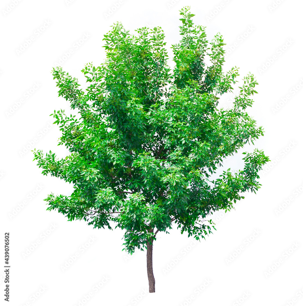 green tree isolated on white background. nature concept