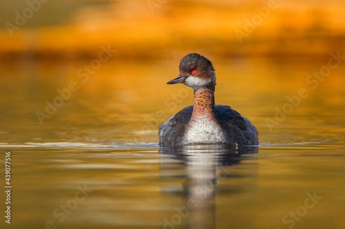 duck on the water