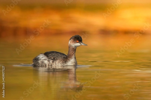 duck on the water