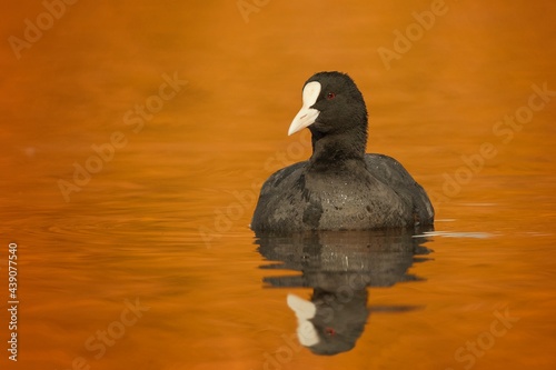Beautiful bird