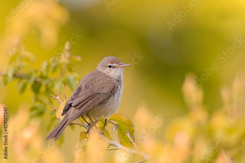 Beautiful bird