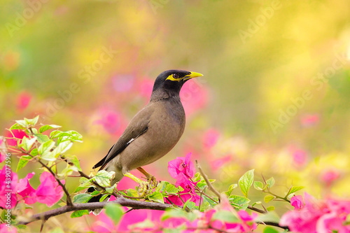 Beautiful bird
