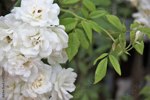 White roses 