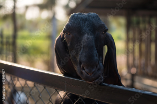 portrait of Anglo-Nubian long-eared black goat