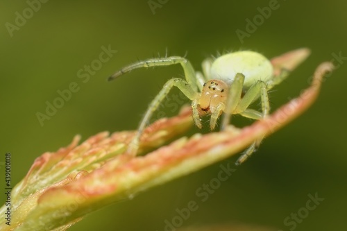little young green spider Nigma © Tomas