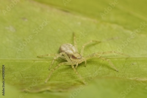 little young green spider Nigma