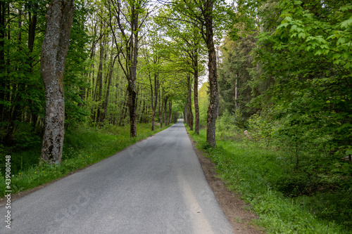 Road in the Eifel region with beech trees on both sides