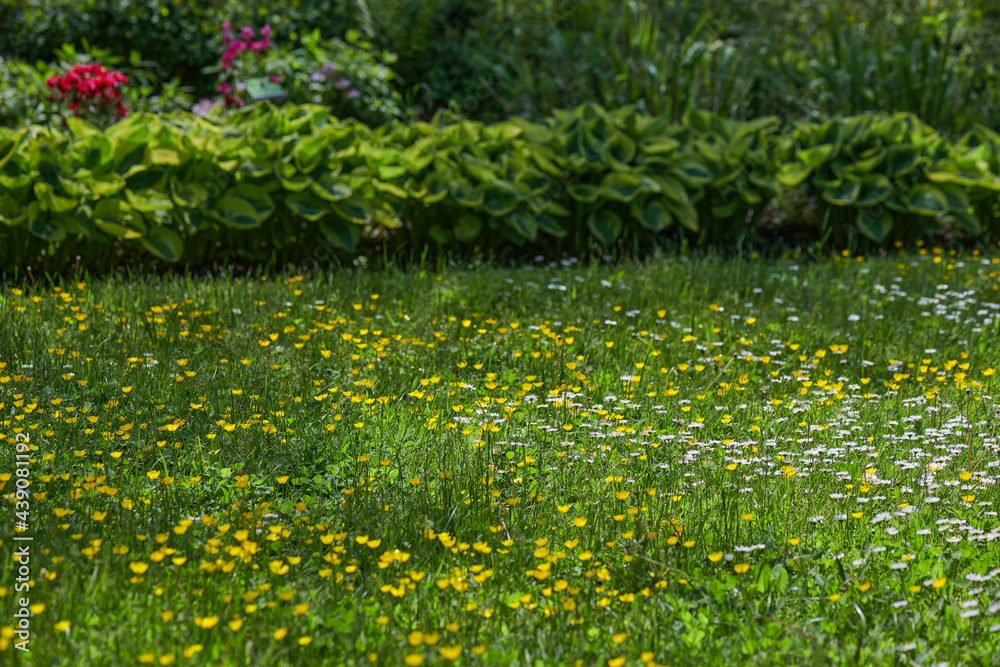 Flowery meadow at midday in summer in yellow, green, magenta, purple and blue Flowery meadow at midday in summer in yellow, green, magenta, purple and blue