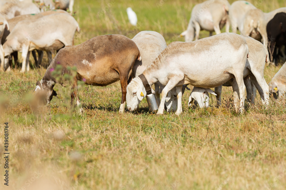Fototapeta premium Herd of goats grazing in the meadow, animal concept.