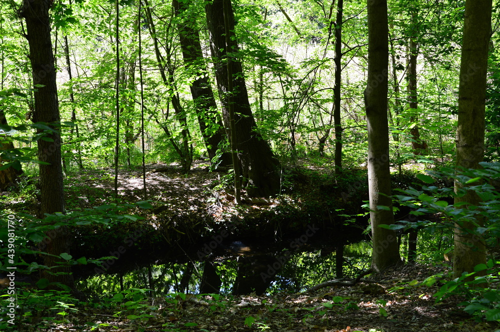Fototapeta premium Landschaft im Frühling am Riemeisterfenn, Grunewald, Berlin