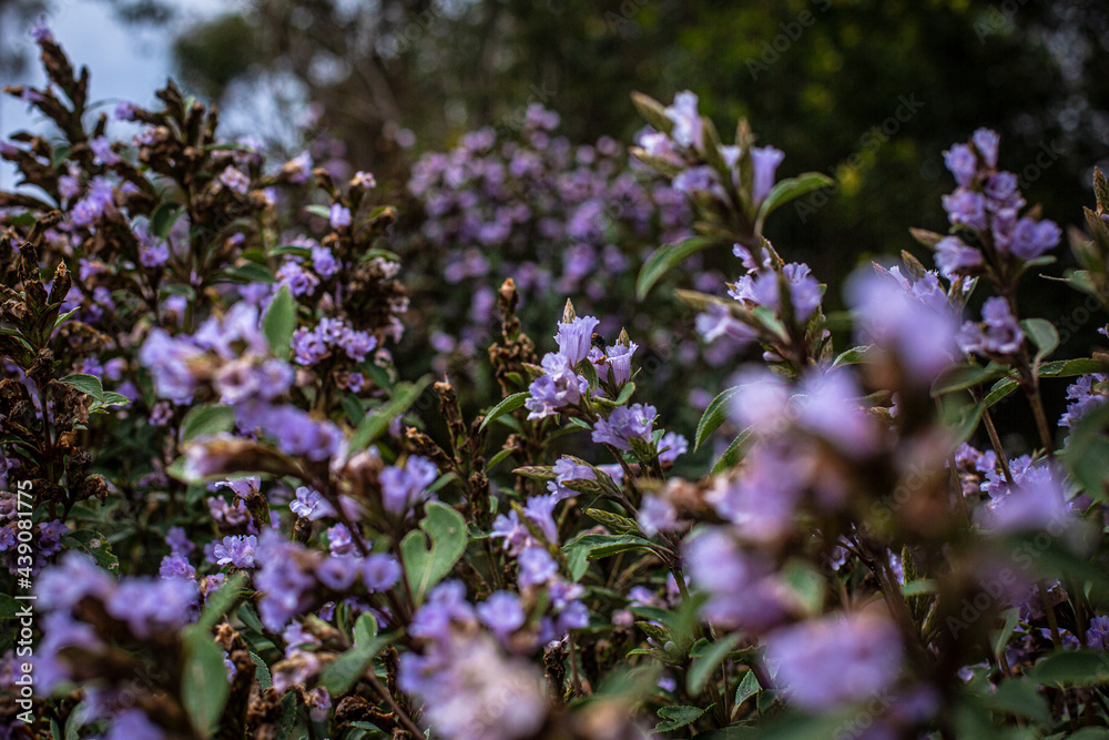 flowers in the field flowers in the field