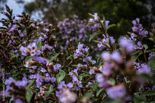 flowers in the field