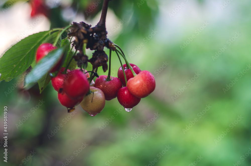 Ripe cherries with water drops.