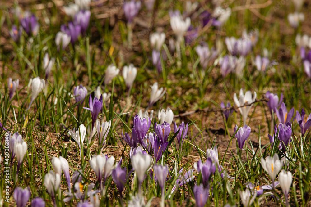Fototapeta premium Krokus