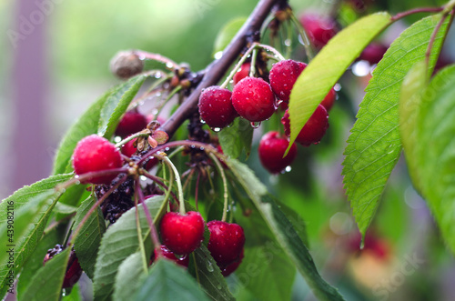 Ripe cherries with water drops.
