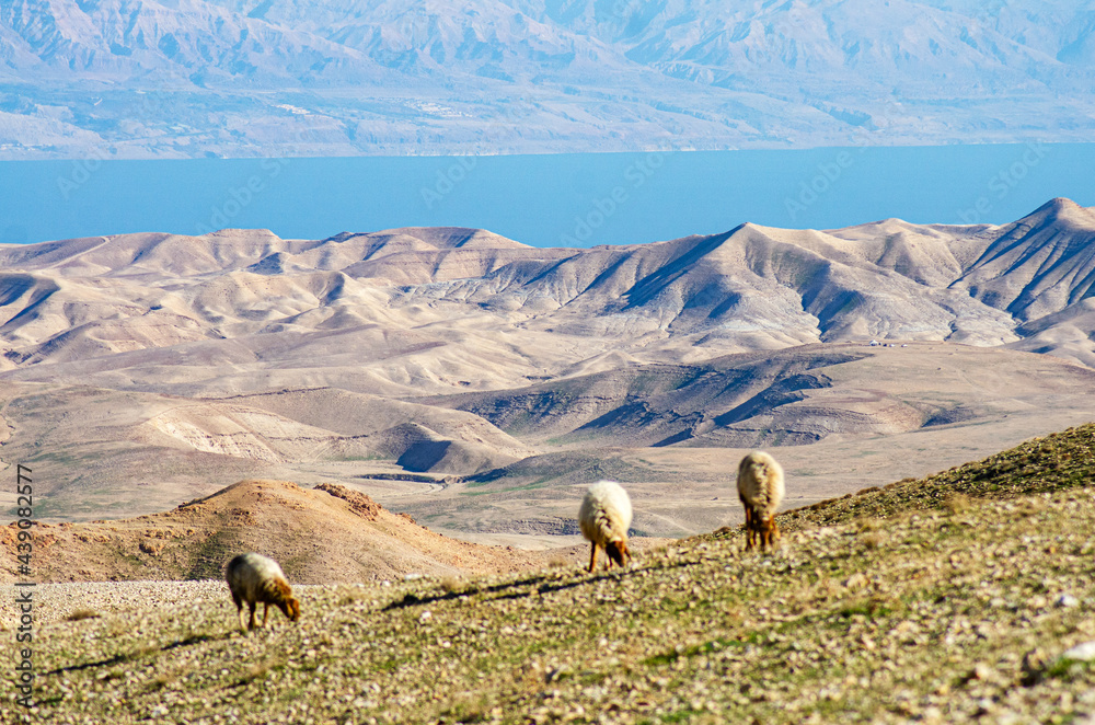 sheep in the mountains, sheeps in the desert - obrazy, fototapety, plakaty 