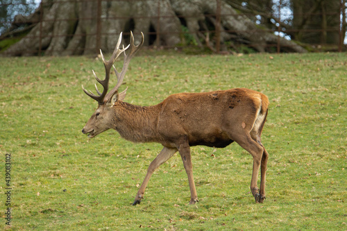 single male Red deer  Cervus elaphus  standing at the edge of a green field with trees and an old iron fence in the background