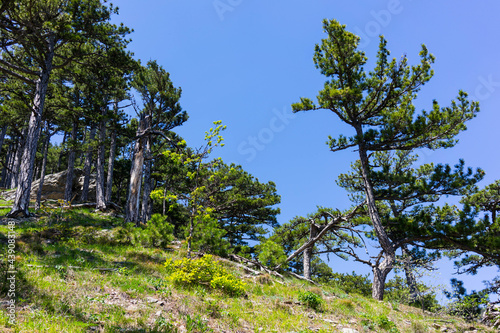 The mount Ai-Petri on a sunny day. photo