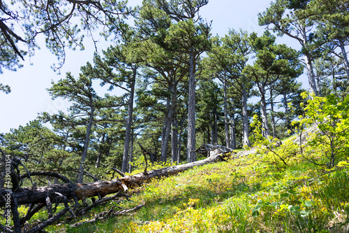 The mount Ai-Petri on a sunny day. photo