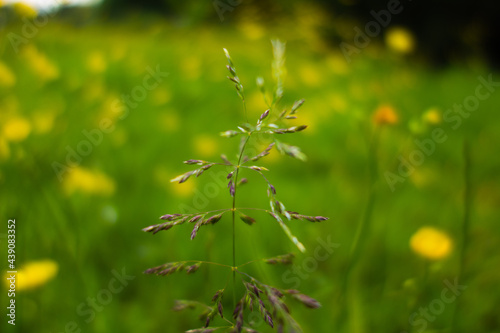 single stem of wild grass flowering with seeds and isolated on a natural green background with yellow flowers