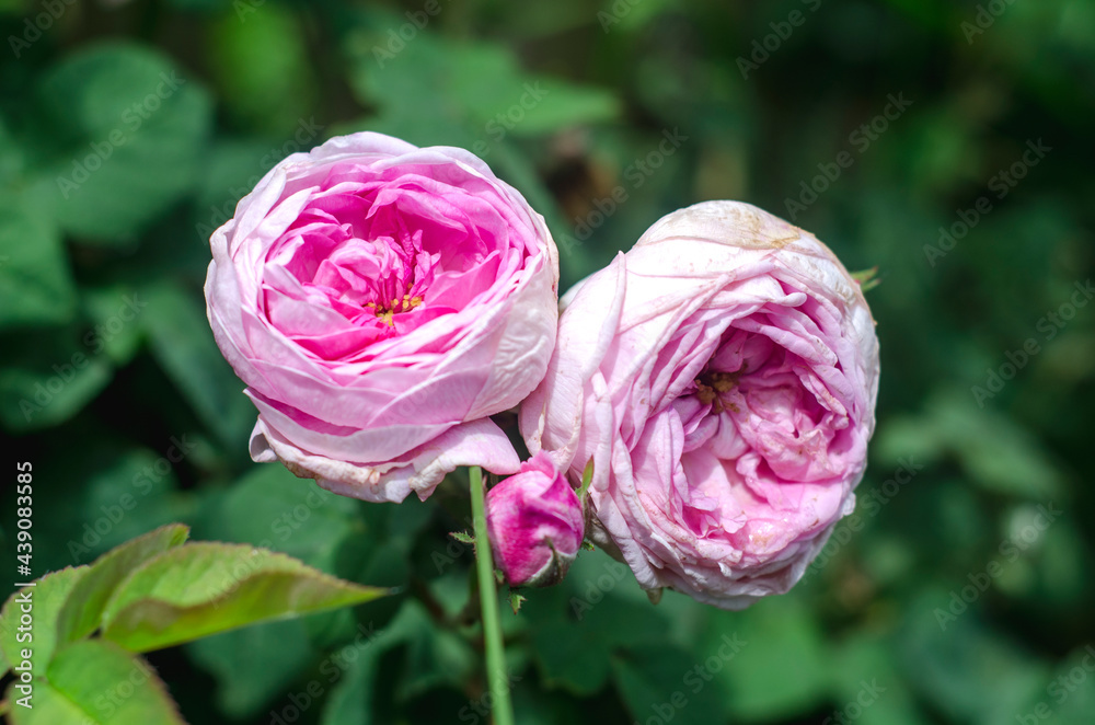 Blooming Rose Bush Close-up Pink Color Blurred Background