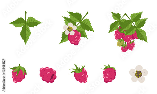 Raspberry with leaves and flowers, individual berries and twigs. Harvesting in a garden or forest. Delicious sweet food, snack, dessert