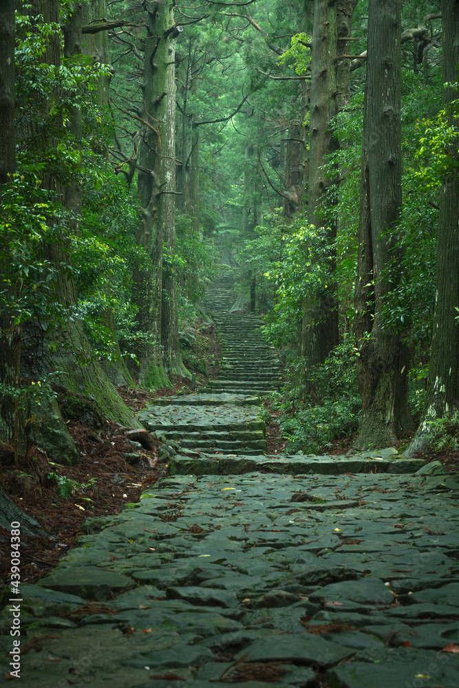 Naklejka premium 和歌山県 大門坂 新緑