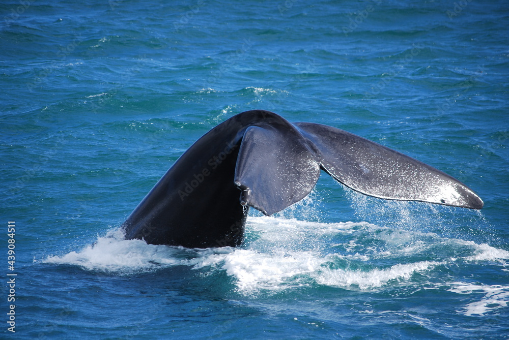 Naklejka premium whale-3