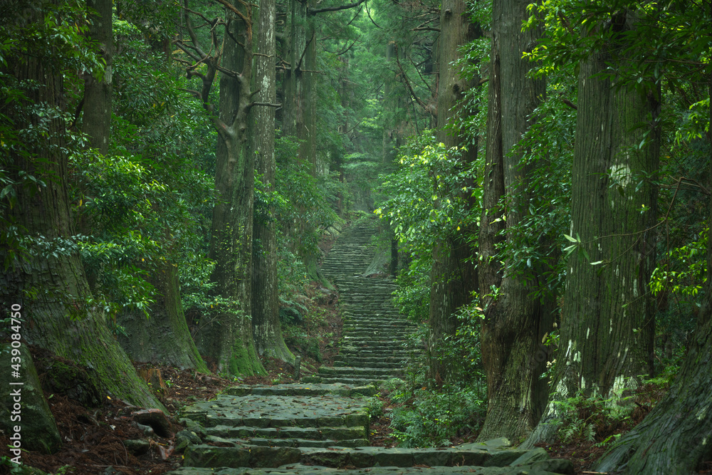 和歌山県 大門坂 新緑