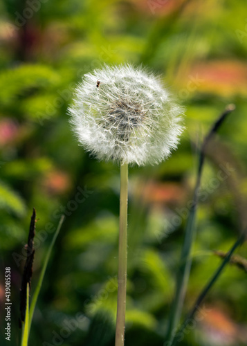 Dandelion in the forest