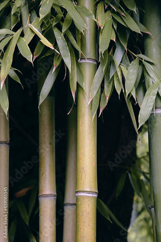 Bamboo background. Bio, eco, nature wallpaper