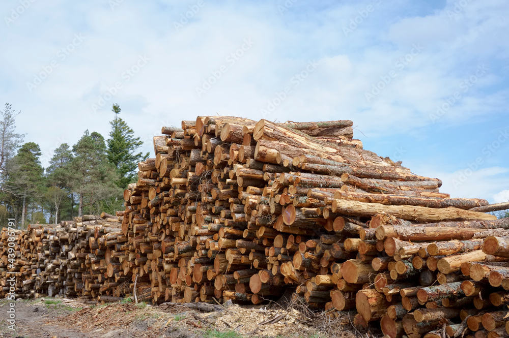 Chopped wood logs for sale use in fire place at home stored on forest woods green biomass energy