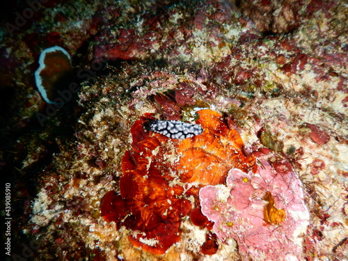 オキナワの海でダイビング中に見かけた白と黒のカラーが映えるアミメイボウミウシ