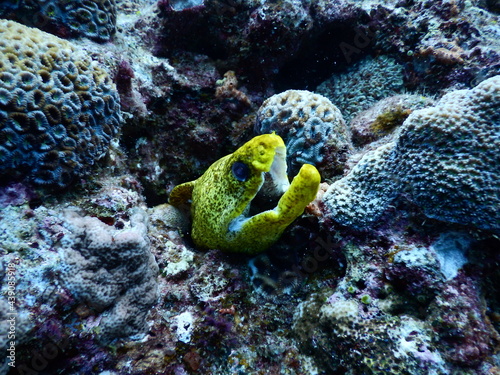 沖縄の海でダイビング中に見かけたぱっと見口を開けて黄色く映えるリュウキュウウツボ