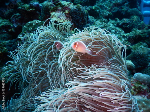 沖縄の海でダイビング中に見かけたイソギンチャクに隠れん坊するセジロクマノミ