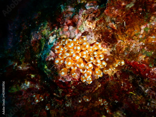 沖縄の海でダイビング中に見かけたどうしてもウルトラマンの青に見えちゃうウルトラマンホヤ