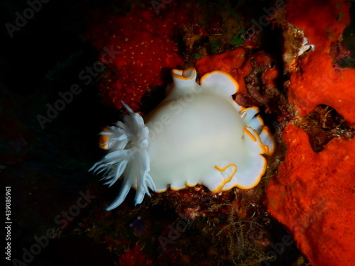 沖縄の海でダイビング中に見かけたボディの白さと縁のオレンジが映えるメレンゲウミウシ