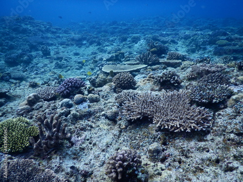 沖縄の海でダイビング中に見かけた青い海とあたり一面の珊瑚