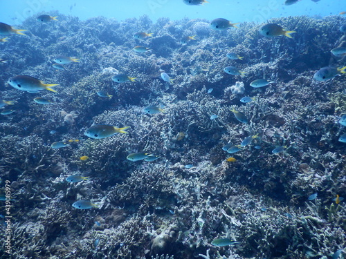 沖縄の海でダイビング中に見かけたサンゴとグルクンの群れ