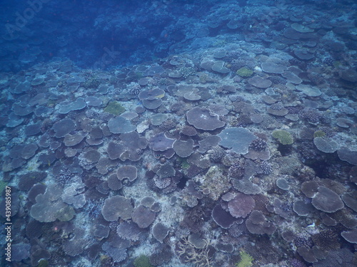 沖縄の海でダイビング中に見かけたあたり一面のテーブルサンゴの群生